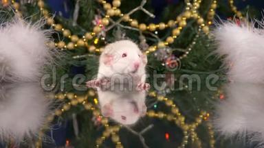 圣诞树背景上的小白鼠。 中国日历上的2020年动物符号